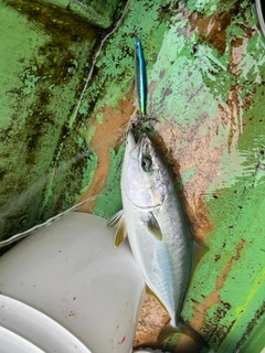 イナダの釣果