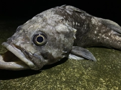 クロソイの釣果
