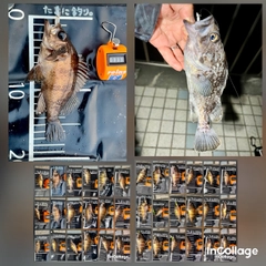 メバルの釣果