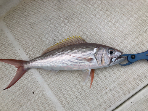 オオグチイシチビキの釣果