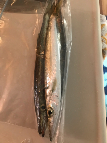 カマスの釣果