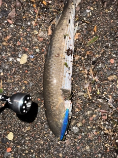 ボラの釣果