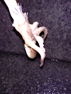 タコの釣果