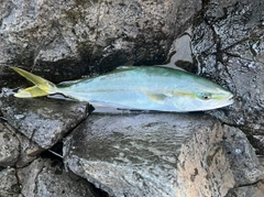 フクラギの釣果