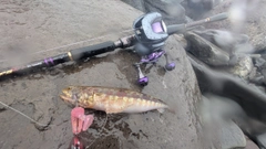 エソの釣果