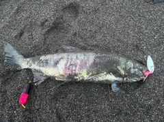 アキアジの釣果