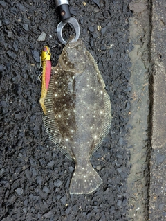 ソゲの釣果