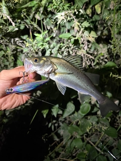 セイゴ（マルスズキ）の釣果