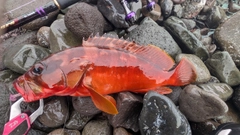 アカハタの釣果