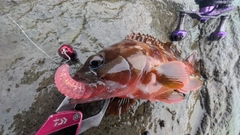 アカハタの釣果
