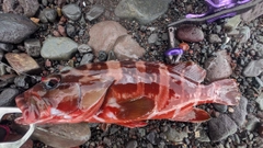 アカハタの釣果