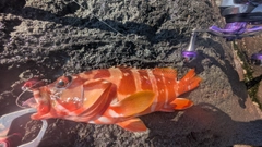 アカハタの釣果
