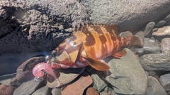アカハタの釣果