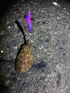 コウイカの釣果