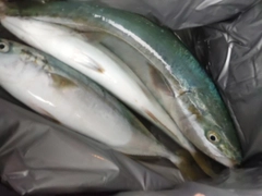 イナダの釣果
