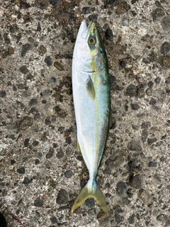 ワカシの釣果