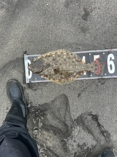 ヒラメの釣果