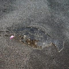 ソゲの釣果