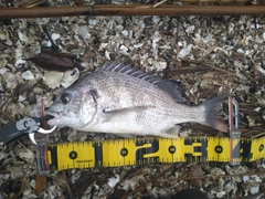 チヌの釣果