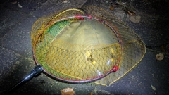 アカエイの釣果