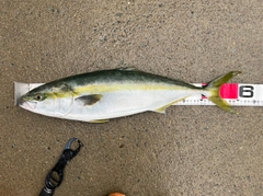 ワラサの釣果