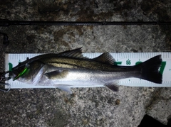 シーバスの釣果