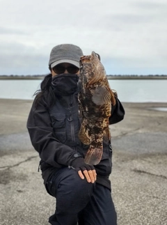 ベッコウゾイの釣果