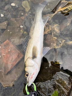 シーバスの釣果