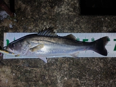シーバスの釣果