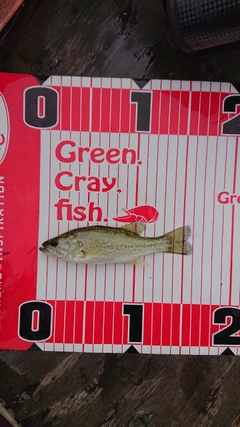 ブラックバスの釣果