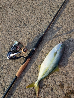 フクラギの釣果