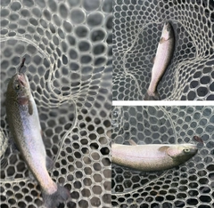 ニジマスの釣果
