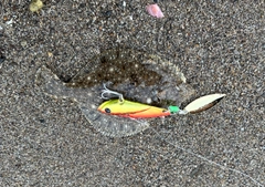 カレイの釣果