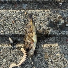 クロソイの釣果