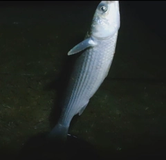 ボラの釣果