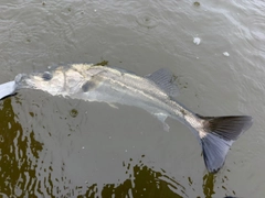フッコ（マルスズキ）の釣果