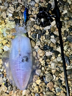アオリイカの釣果