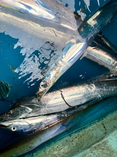 タチウオの釣果