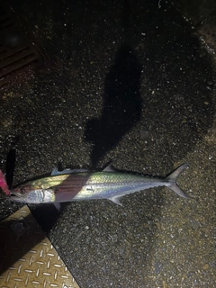 サゴシの釣果