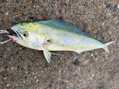 フクラギの釣果