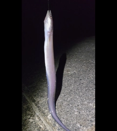 クロアナゴの釣果