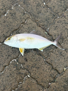 シオの釣果