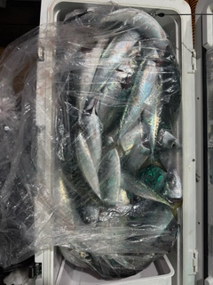 サバの釣果