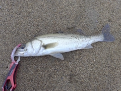 フッコ（マルスズキ）の釣果