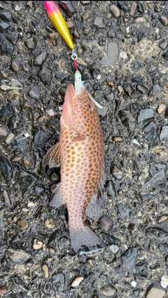 オオモンハタの釣果