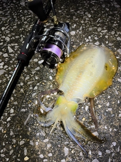 イカの釣果