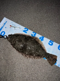 ヒラメの釣果