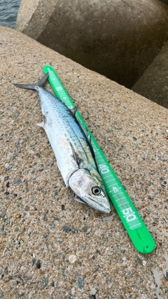 サゴシの釣果