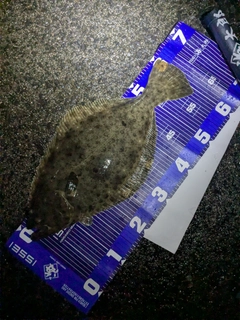 ヒラメの釣果