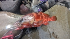 アカハタの釣果